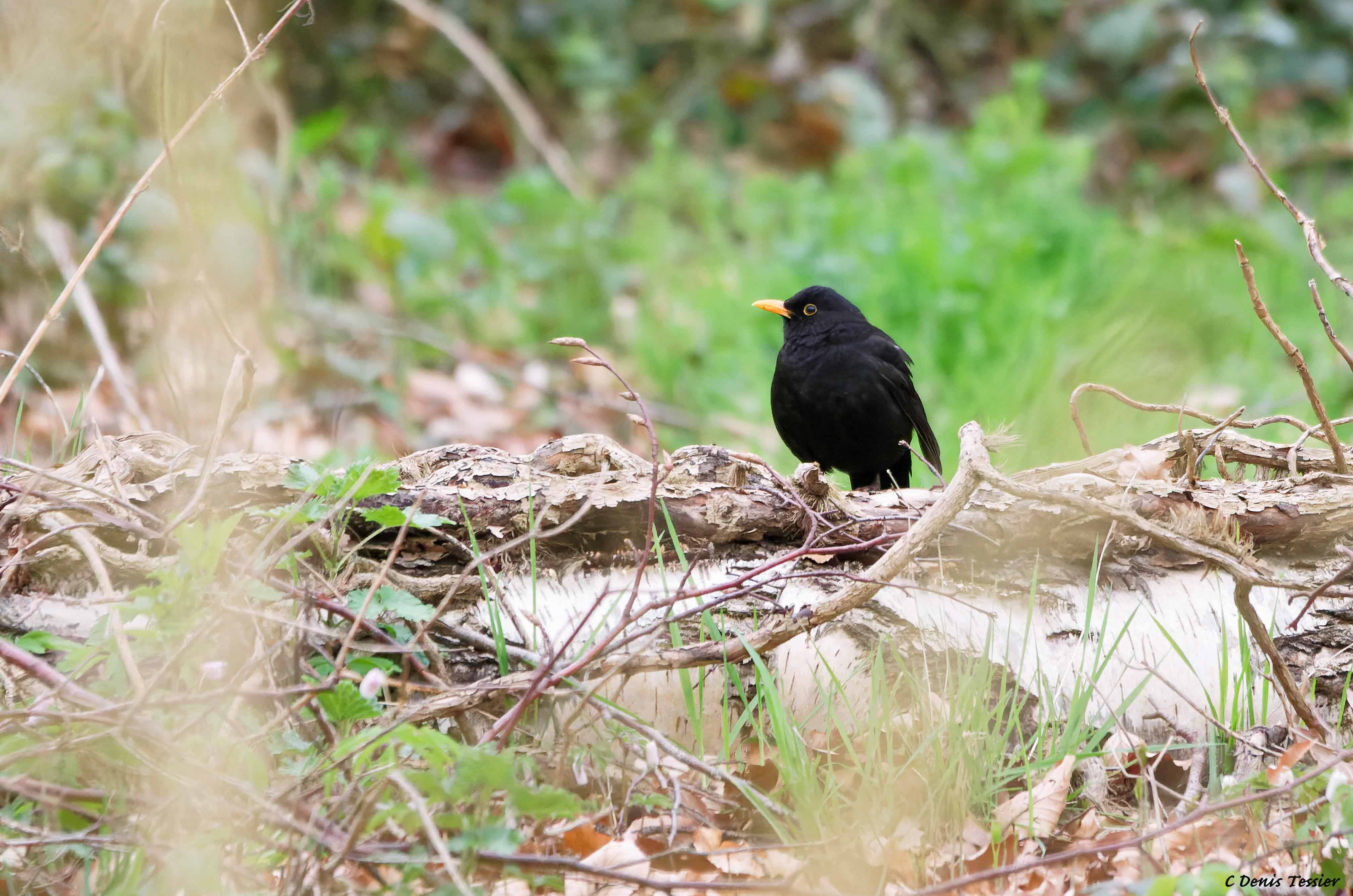 un merle noir, un oiseau parmi la biodiversité de la ferme